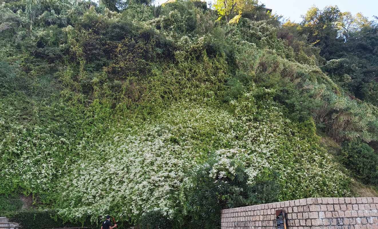 Polygonum aubertii en fleurs sur une falaise à San Sebastian